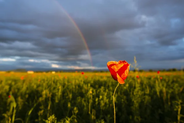 Campo Papoula Vermelha Pôr Sol — Fotografia de Stock