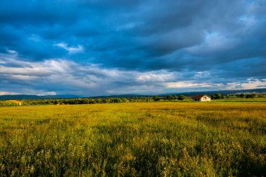 Tarladaki güzel çiçekler