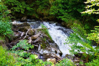 Yaz ormanında akan nehir