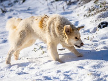 Kış vakti karda bir köpek
