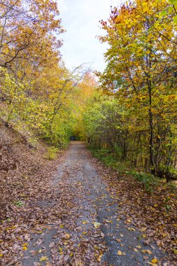 Renkli ağaçlı sonbahar ormanı