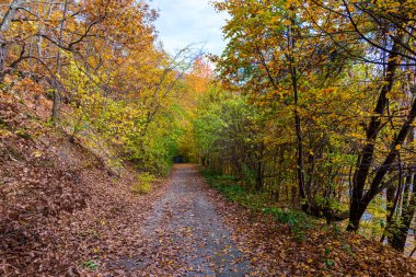Renkli ağaçlı sonbahar ormanı