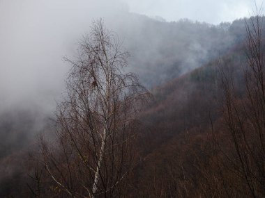 Ormanda sisli bir sabah