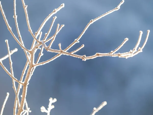 Arbre Couvert Neige Dans Forêt — Photo