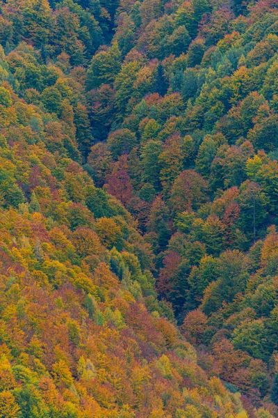 Piękny Jesienny Krajobraz Drzewami Liśćmi — Zdjęcie stockowe