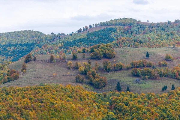 Krásná Podzimní Krajina Stromy Lesem — Stock fotografie