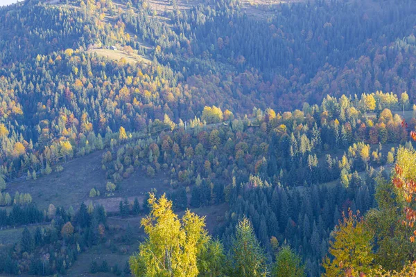 Herbstlandschaft Mit Bunten Bäumen Und Wald — Stockfoto