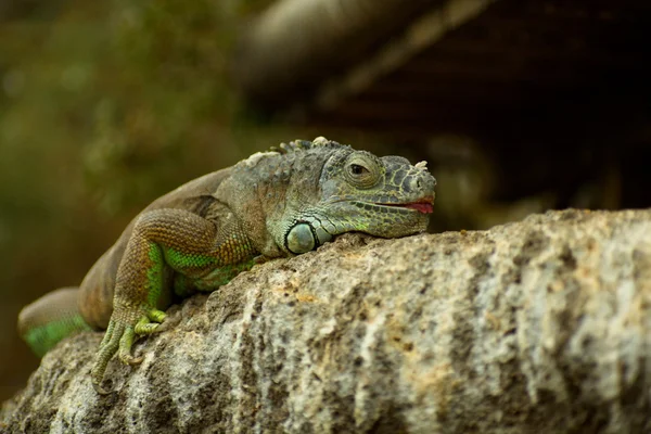 Green iguana in a tree — Stock Photo, Image