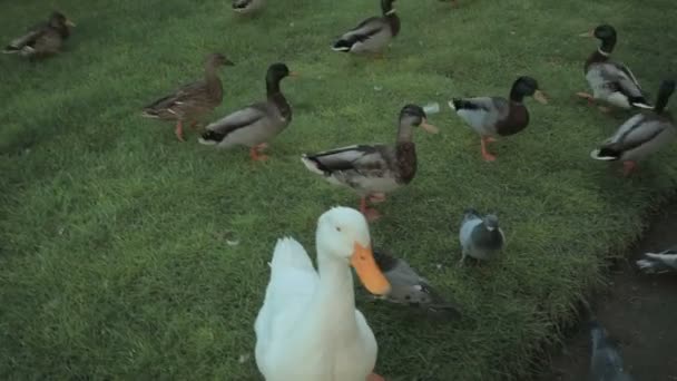 Big white goose, wild ducks and pigeons — Stock Video