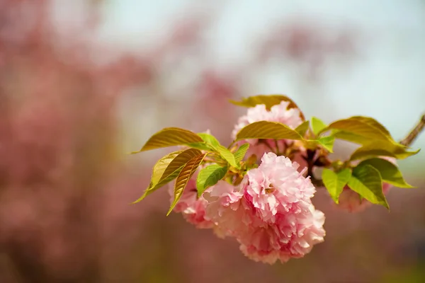 ağacın çiçek şube