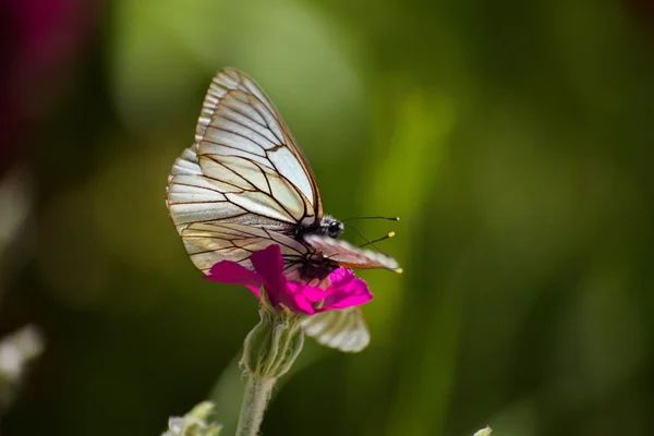 Schmetterling auf einer rosa Blume — Stockfoto