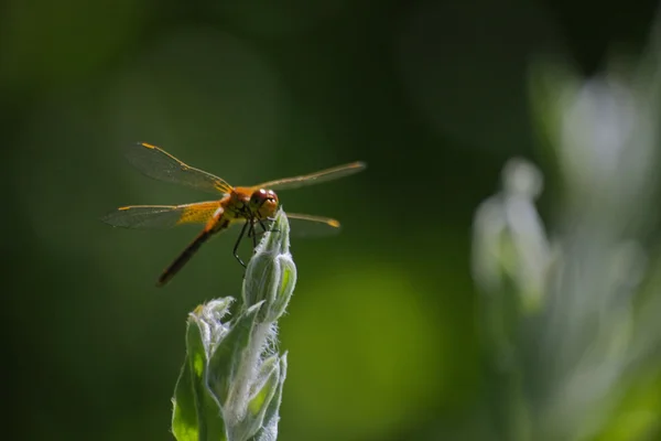 kahverengi yusufçuk