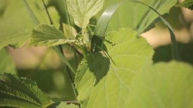 bir bitkinin kök üzerinde yeşil çekirge