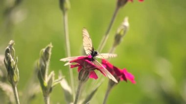 iki kelebek Pembe çiçek