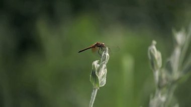 bir bitki salıncağa yusufçuk