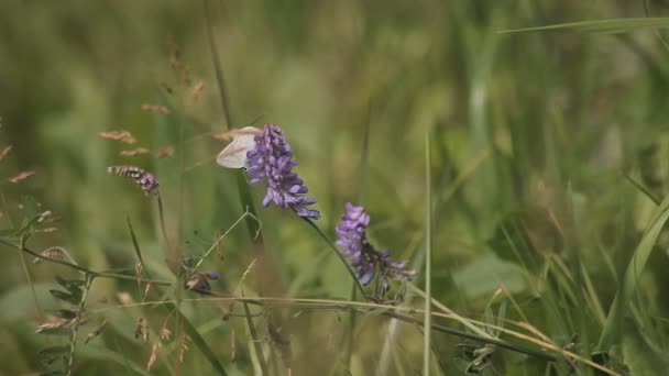 Papillon sur un champ de fleurs violettes 