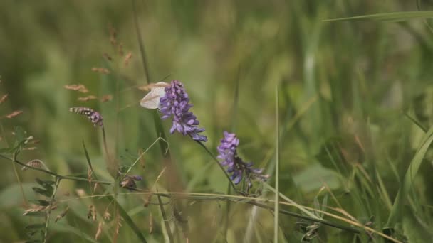 Farfalla su un campo di fiori viola — Video Stock