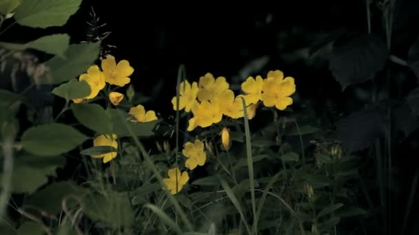 Желтые луговые цветы — стоковое видео