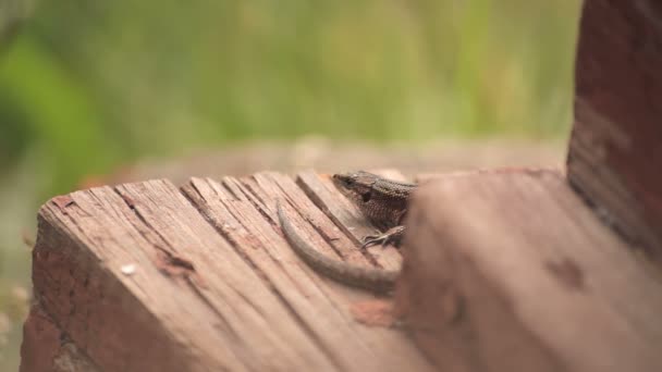 在一个木制的门廊上的蜥蜴 — 图库视频影像