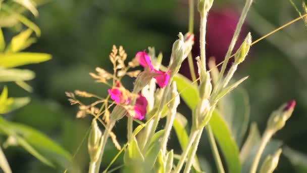 Wild flowers swaying in the wind — Stock Video