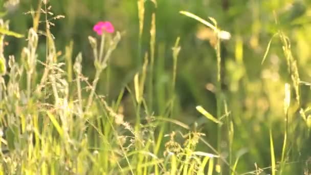 Balanceo de hierba en el campo — Vídeos de Stock