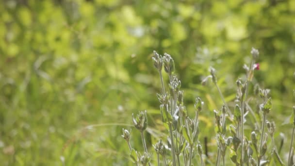 Végétation des prairies — Video