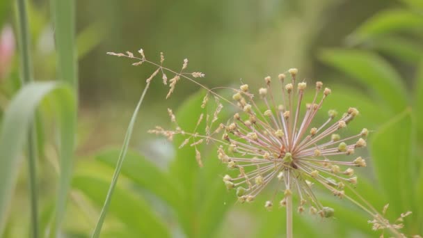 Naturaleza — Vídeo de stock