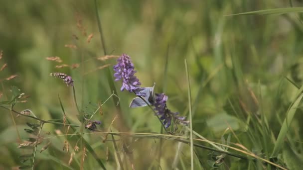 Mor Kelebek çiçek alan — Stok video