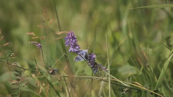 Papillon violet sur un champ de fleurs 
