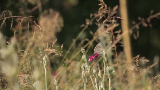 Borboleta em moita — Vídeo de Stock