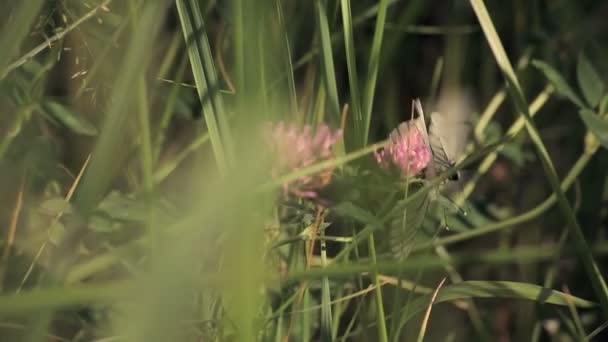 Бабочки на клевере — стоковое видео