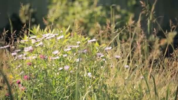 Wildflowers — Stock Video