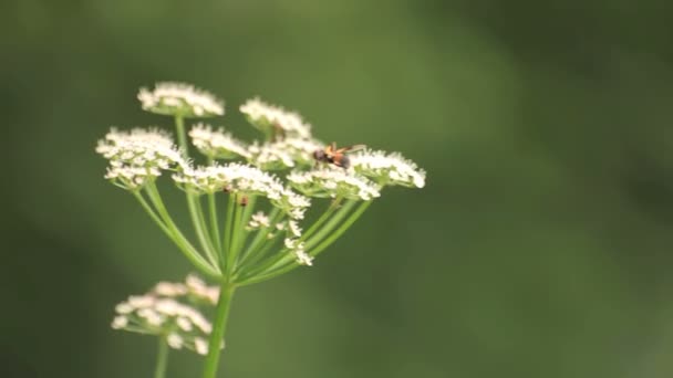 Vliegen op de witte bloemen — Stockvideo