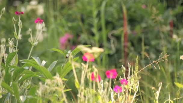 Wild plants in the wind — Stock Video