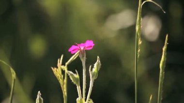 Çayırda Pembe çiçek