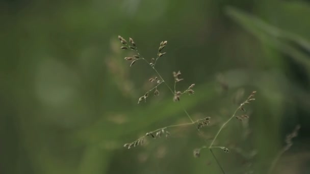 Vajande gräs — Stockvideo