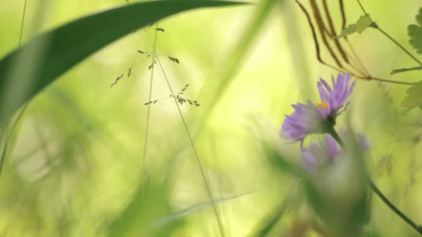Малый ромашка в траве — стоковое видео