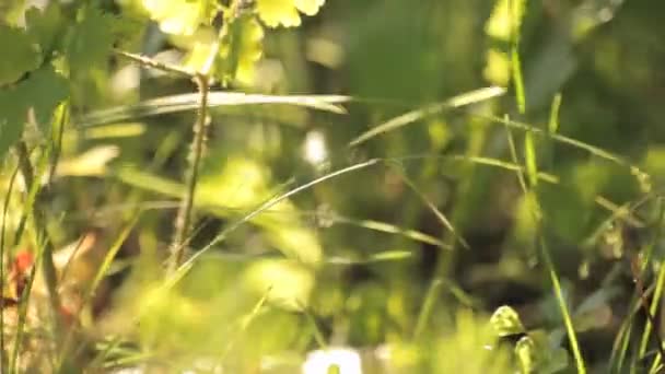 Tät gräs och vind — Stockvideo