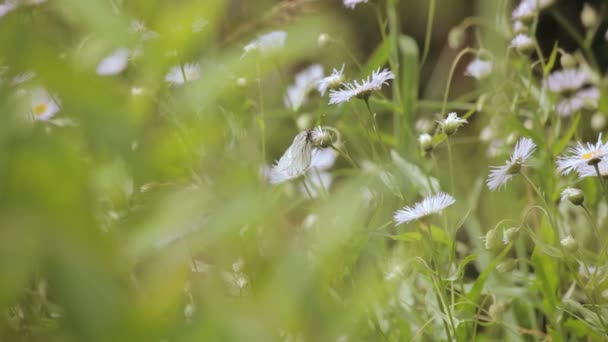 Mariposa en el campo Margaritas — Vídeos de Stock