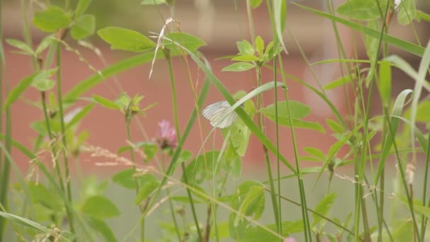 Borboleta na grama — Vídeo de Stock