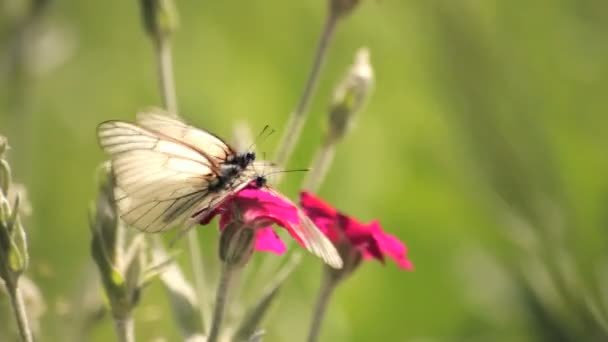 Een heleboel vlinders op een roze bloem — Stockvideo