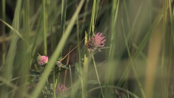 Roze klaver in het gras — Stockvideo