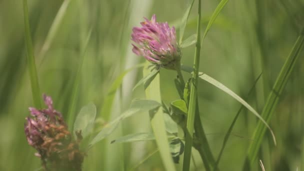 Pink clover — Stock Video