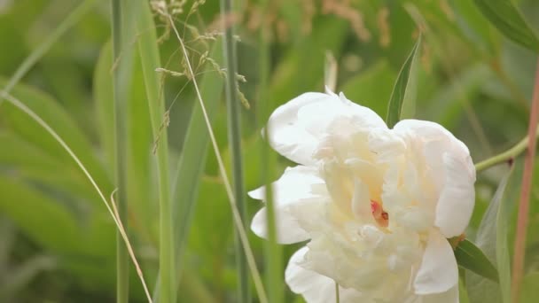 Grande pivoine blanche dans l'herbe — Video