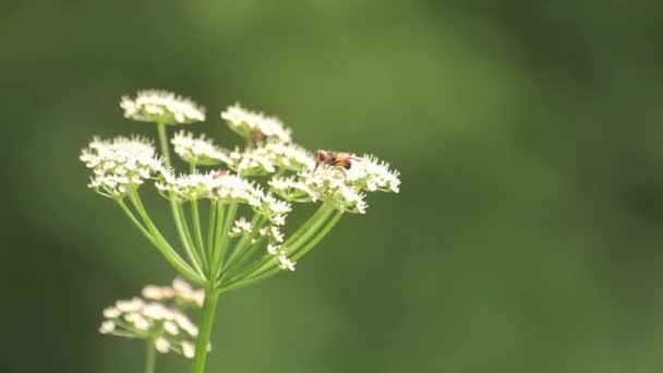 Vliegen op de witte bloemen — Stockvideo