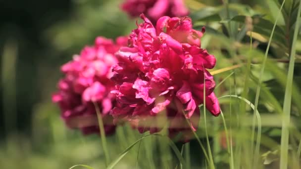 Peonías rosadas grandes — Vídeo de stock