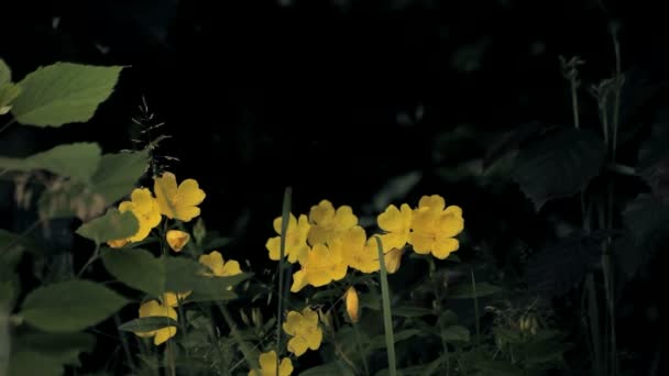 Желтые полевые цветы — стоковое видео