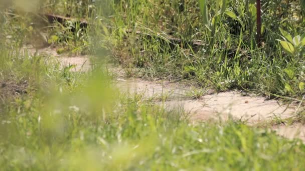 Pequeño sendero en la hierba — Vídeos de Stock