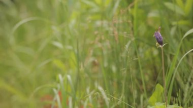 çim olarak mor kır çiçeği