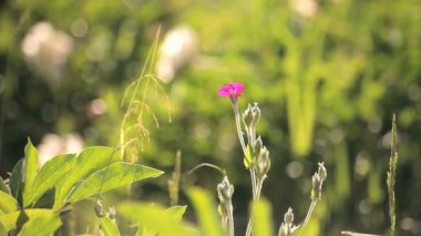 küçük pembe çiçek olarak çayır